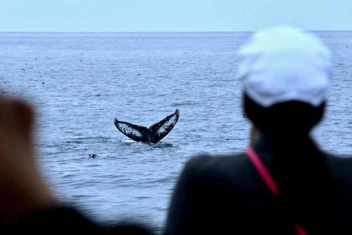 Person watching a whale's tail in the ocean.
