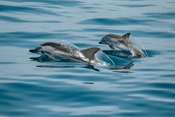Two dolphins swimming in clear blue water.