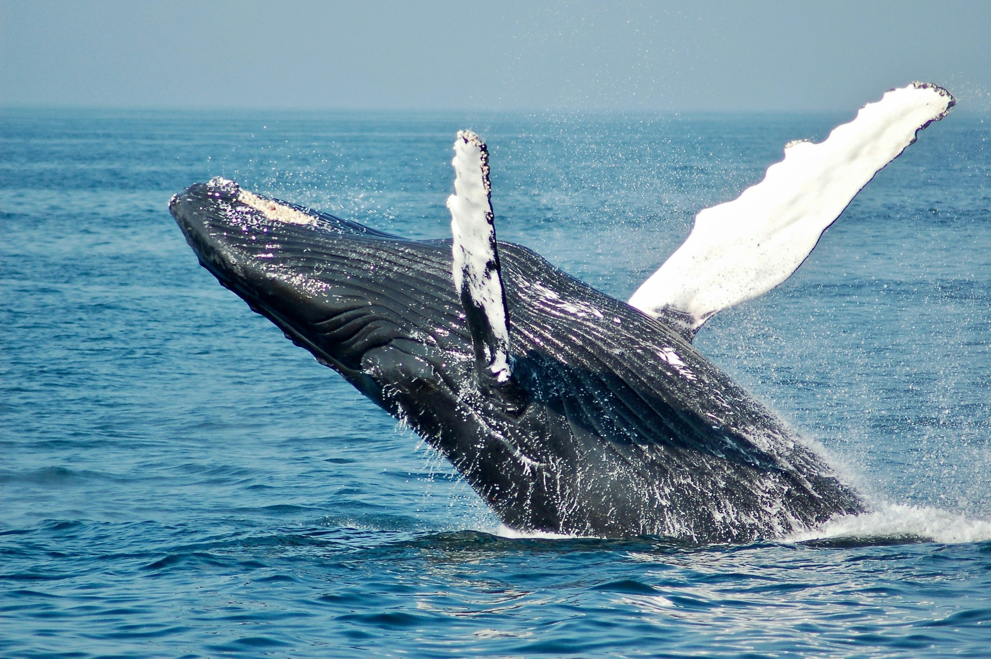 Humpback whale breaching the ocean surface against a clear blue sky.
